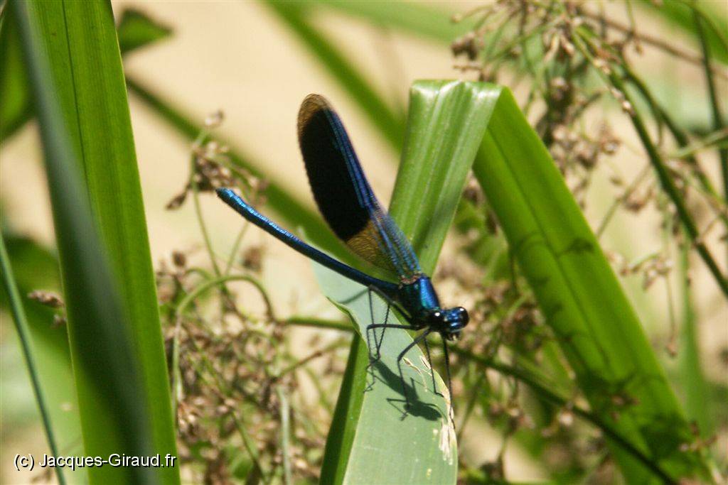 2005-07-22 12-59-46 Agde 200,0mm 1_200_eme F7,1.JPG